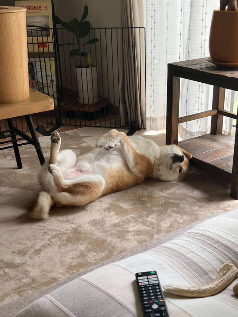 寂しい思いをさせていないかと心配したら……